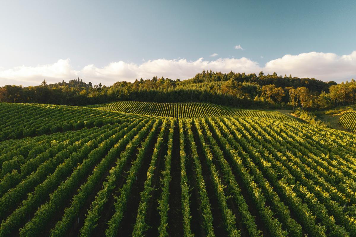 Food & Agriculture